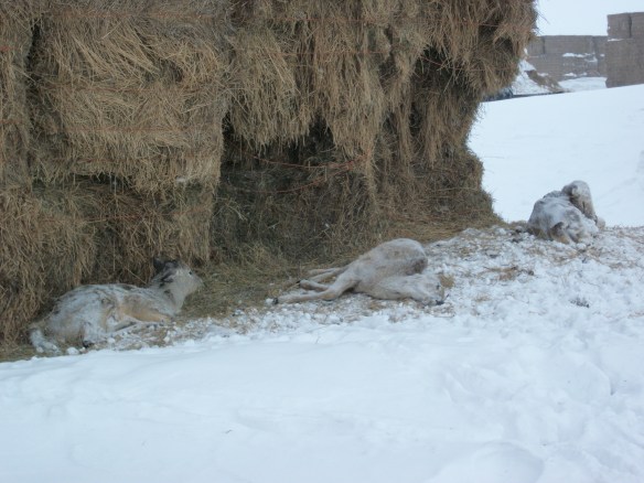 We found deer, frozen in our feed.