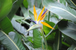 I have one of these growing in my dining room. It's only bloomed once in 5 years. Needless to say, it doesn't look like this.