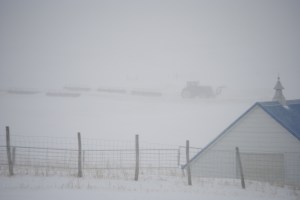 Boss Man making a windbreak with the snow.