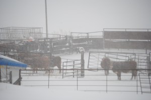 It's not always fun making sure the cattle stay protected in the winter, but the snow and ice are easier to deal with than...