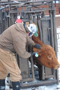 This heifer (meaning she's going to have her first calf soon) is trading her yellow calf tag in for a blue cow tag!