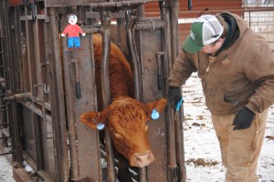 A simple hair cut around the ears helps us see the cow tag better. Notice how the number on the left is much easier to see than the number on the right? Thanks, Flat Aggie, for the help!