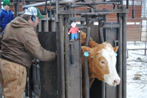 Before she goes back to eating her breakfast, this heifer gets a shot that will help protect her unborn calf from illness.