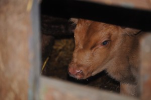 A peak at a new calf through the gate in the barn.