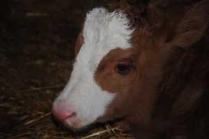 This is the fourth bull calf from #27, the famous cow the tweets!