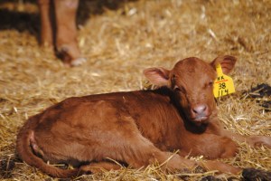 Just catching some rays!