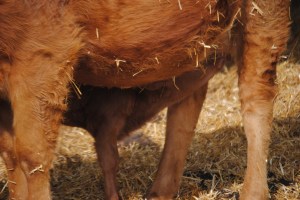 Most kids get in trouble when they drink milk straight from the carton!