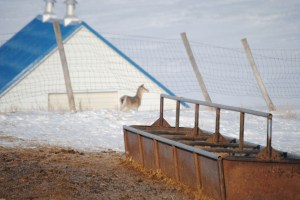 Yes, that is a feed bunk for the cows that have just calved.