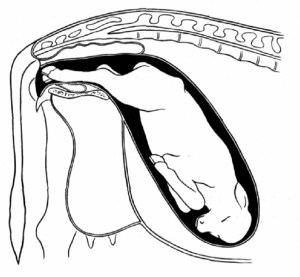 This is a diagram of what a calf being born backwards looks like. A quick delivery is the best way to guarantee that the calf has its greatest chance of survival.