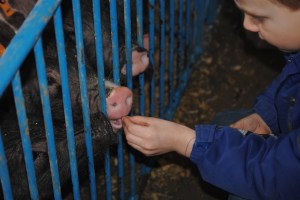 feeding pigs marshmallows