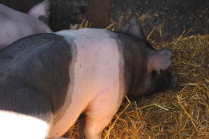 4-H project, black pig