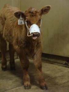 calf with broken jaw