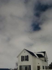 geese flying in winter