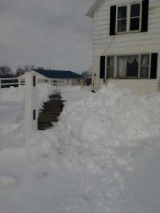 The tulips in front of the house are almost ready to bloom! Hopefully the sun will convince them to open up. Check.