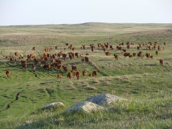 This is what our pasture looks like. Not quite as hilly as the area where the storm hit, but you can get an idea of what it would be like.