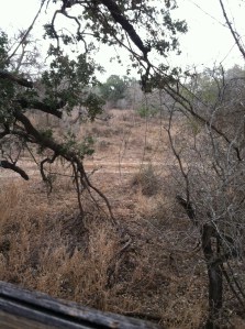 Daylight view from our blind. The night-time view was remarkably darker. (Sarcasm...that's sarcasm.)