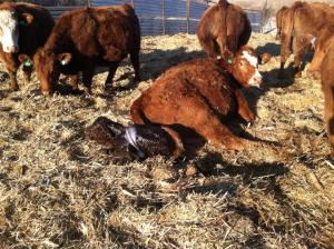 This heifer (which means this was her first calf) ended up having her calf outside. Not ideal with the temps below freezing.