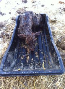 Thank goodness this little one cooperated...mostly. Imagine dragging a 100-pound child in a sled while they're trying to stand up. It's a workout, to say the least.